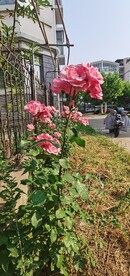 红玫瑰