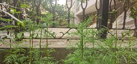 波斯菊