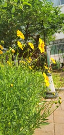 金鸡菊
