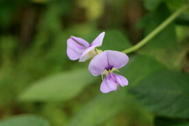 豆角花