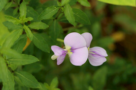 豆角花