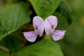 豆角花
