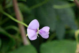 豆角花
