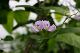 豆角花