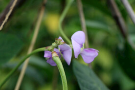 豆角花