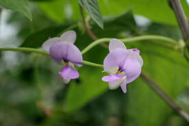 豆角花