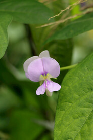 豆角花