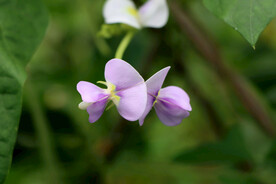 豆角花