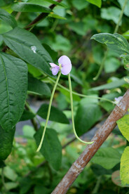 豆角花