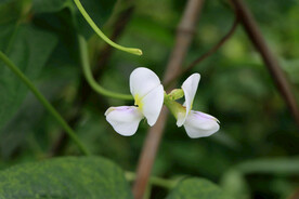 豆角花