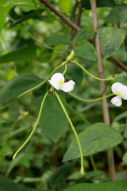 豆角花