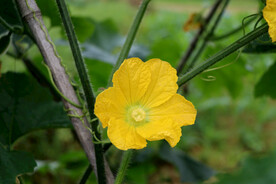 节瓜花