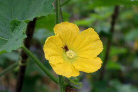 节瓜花