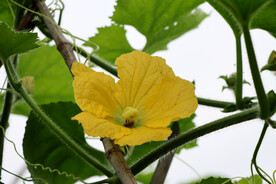 节瓜花
