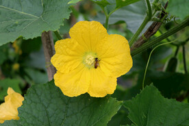 节瓜花