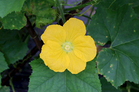 节瓜花