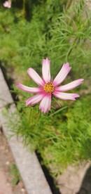 波斯菊