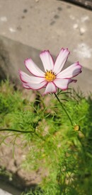 波斯菊