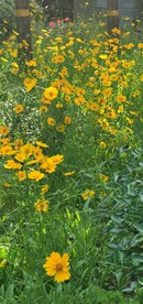 金鸡菊