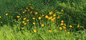 金鸡菊