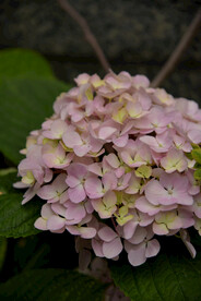 绣球花