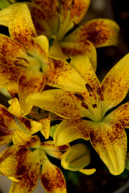 百合花