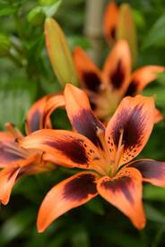 百合花