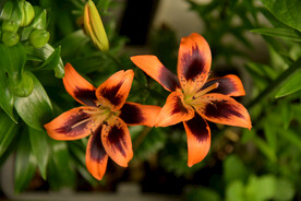 百合花
