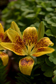 百合花