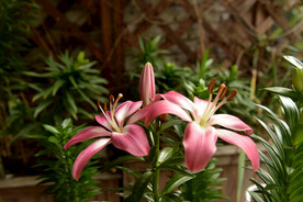 百合花