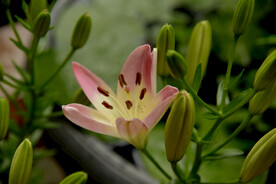 百合花