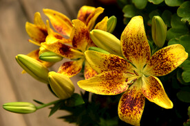 百合花