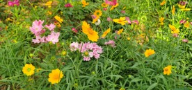 金鸡菊