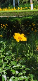 金鸡菊