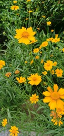金鸡菊