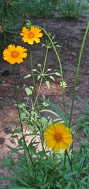 金鸡菊