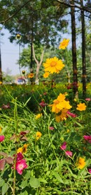 金鸡菊
