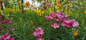金鸡菊