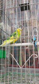 小鹦鹉