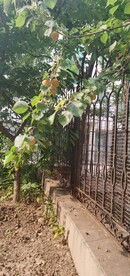 一枝红杏
