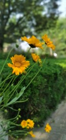 金鸡菊