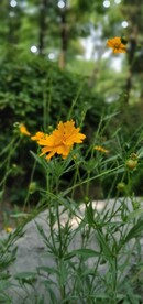 金鸡菊