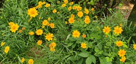 金鸡菊