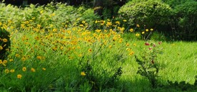 金鸡菊