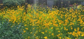金鸡菊