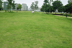 绿草地