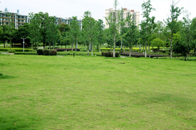 绿草地