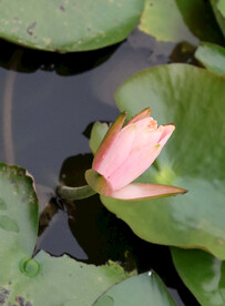 睡莲花苞