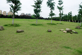 公园草地