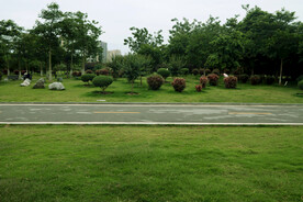 公树林草地